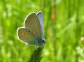 Cyaniris semiargus